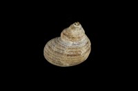 藏品(高腰蠑螺)的圖片